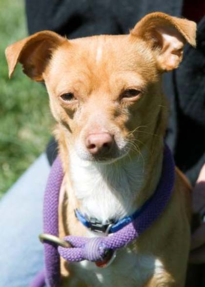 Pet’s Life - Lance