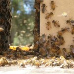 081210-MORE_BEES_GATHER