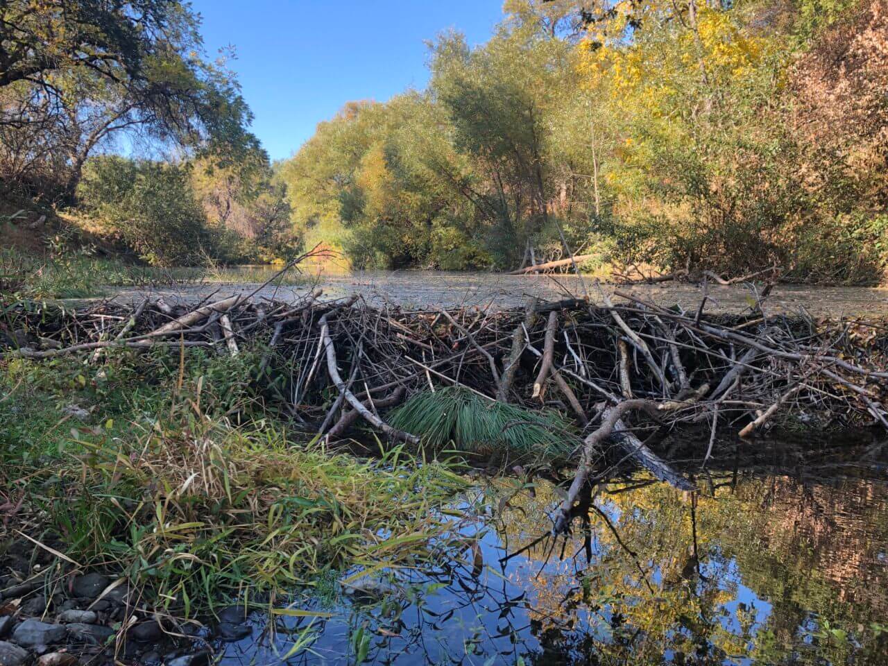 Beavers return to Sonoma Creek - Sonoma Valley Sun