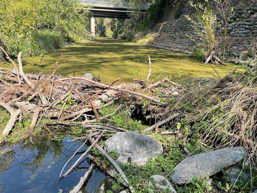 Beavers are an ecosystem - Sonoma Valley Sun