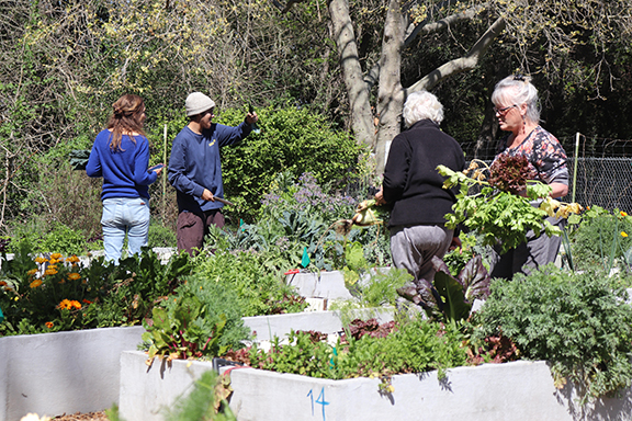 Seth Dolinsky: Community Gardens, Community Farms?