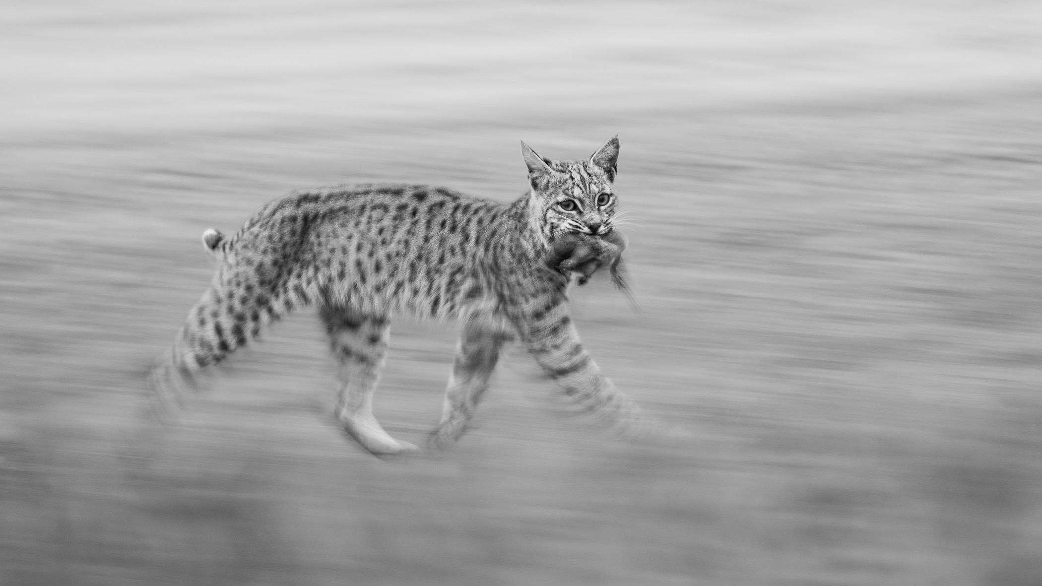 Sonoma Nature Photographer Takes First Place in International Competition