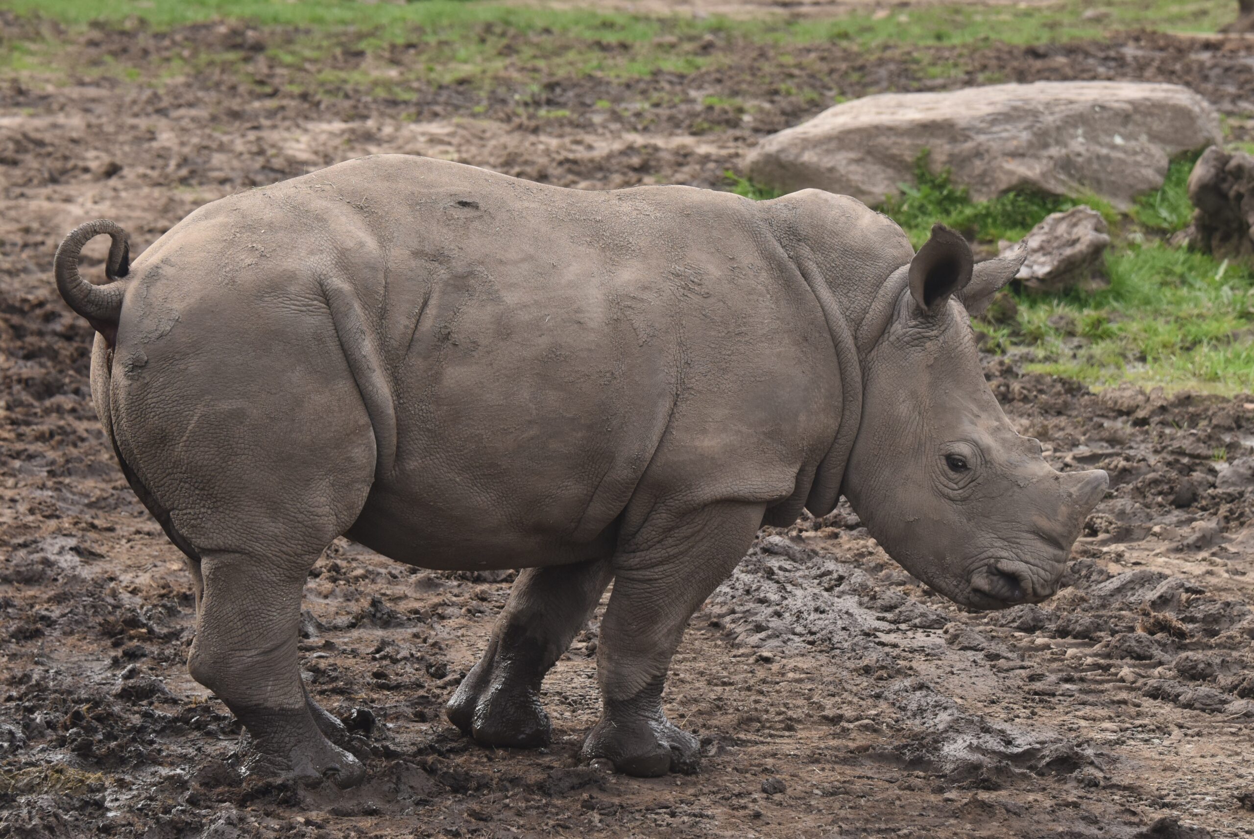 Safari West Welcomes Ozzy the Baby Rhino